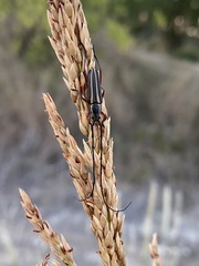 Sphaenothecus bilineatus