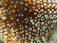 Pentaceraster cumingi