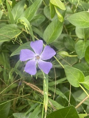 Vinca major