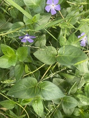Vinca major