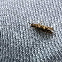 Polycentropodidae