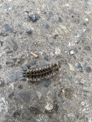 Lophocampa roseata
