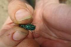 Cicindela splendida