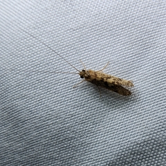 Polycentropodidae