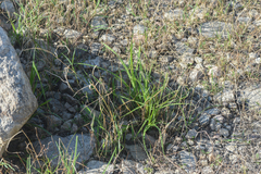 Carex aquatilis