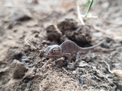 Chamaeleo chamaeleon