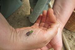Cicindela splendida
