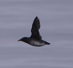 Cerorhinca monocerata