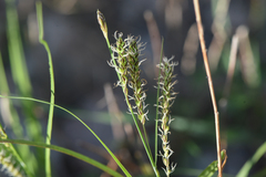 Carex aquatilis