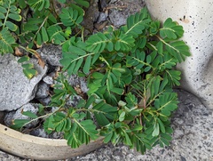 Phyllanthus urinaria hookeri