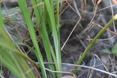 Carex aquatilis