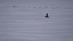 Cerorhinca monocerata