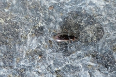Harpalini