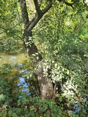 Alnus rhombifolia