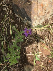 Vittadinia