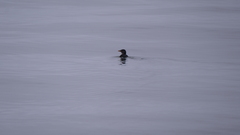 Cerorhinca monocerata