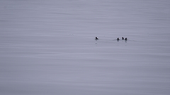 Cerorhinca monocerata