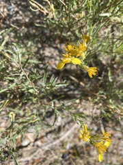 Ericameria bloomeri