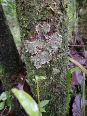 Herpothallon rubrocinctum