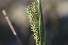 Carex aquatilis