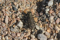 Cicindela oregona