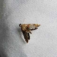 Petrophila jaliscalis