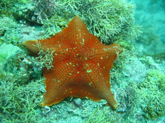 Patiria miniata