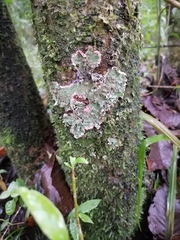 Herpothallon rubrocinctum