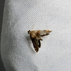 Petrophila jaliscalis