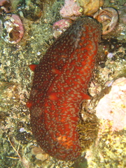 Apostichopus parvimensis