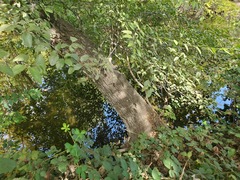 Alnus rhombifolia