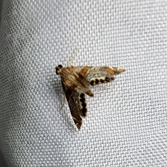 Petrophila jaliscalis