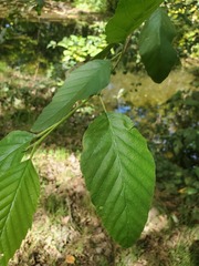 Alnus rhombifolia