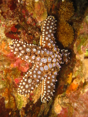 Pisaster giganteus