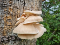 Omphalotus nidiformis