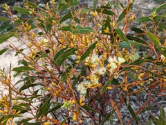 Eucalyptus socialis