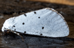 Grotella septempunctata