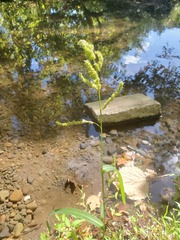 Echinochloa colona