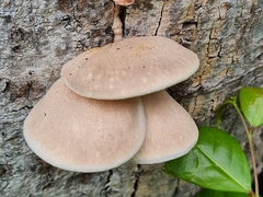 Omphalotus nidiformis