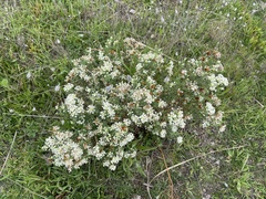 Pimelea glauca