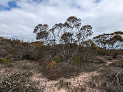 Eucalyptus socialis