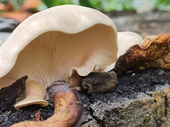 Omphalotus nidiformis