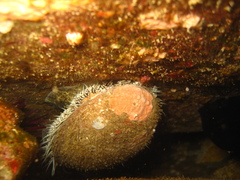 Haliotis sorenseni