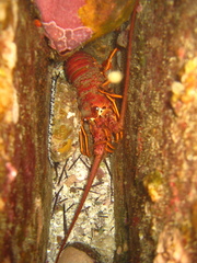 Panulirus interruptus