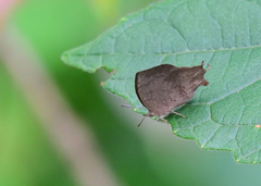 Surendra quercetorum