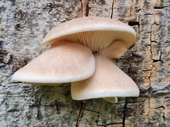 Omphalotus nidiformis