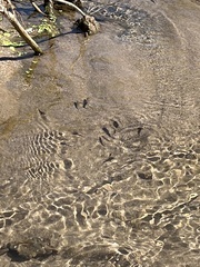 Cyprinodon macularius