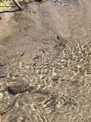 Cyprinodon macularius