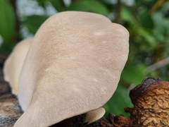 Omphalotus nidiformis