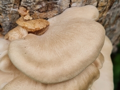 Omphalotus nidiformis
